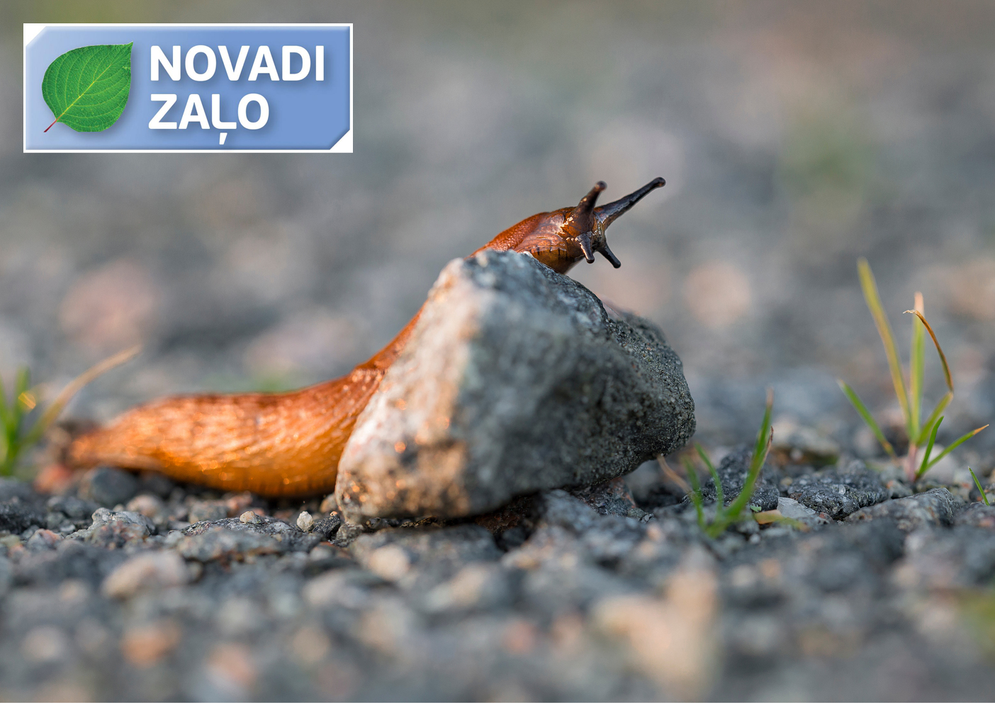 Invāzija bieži ir neapturama