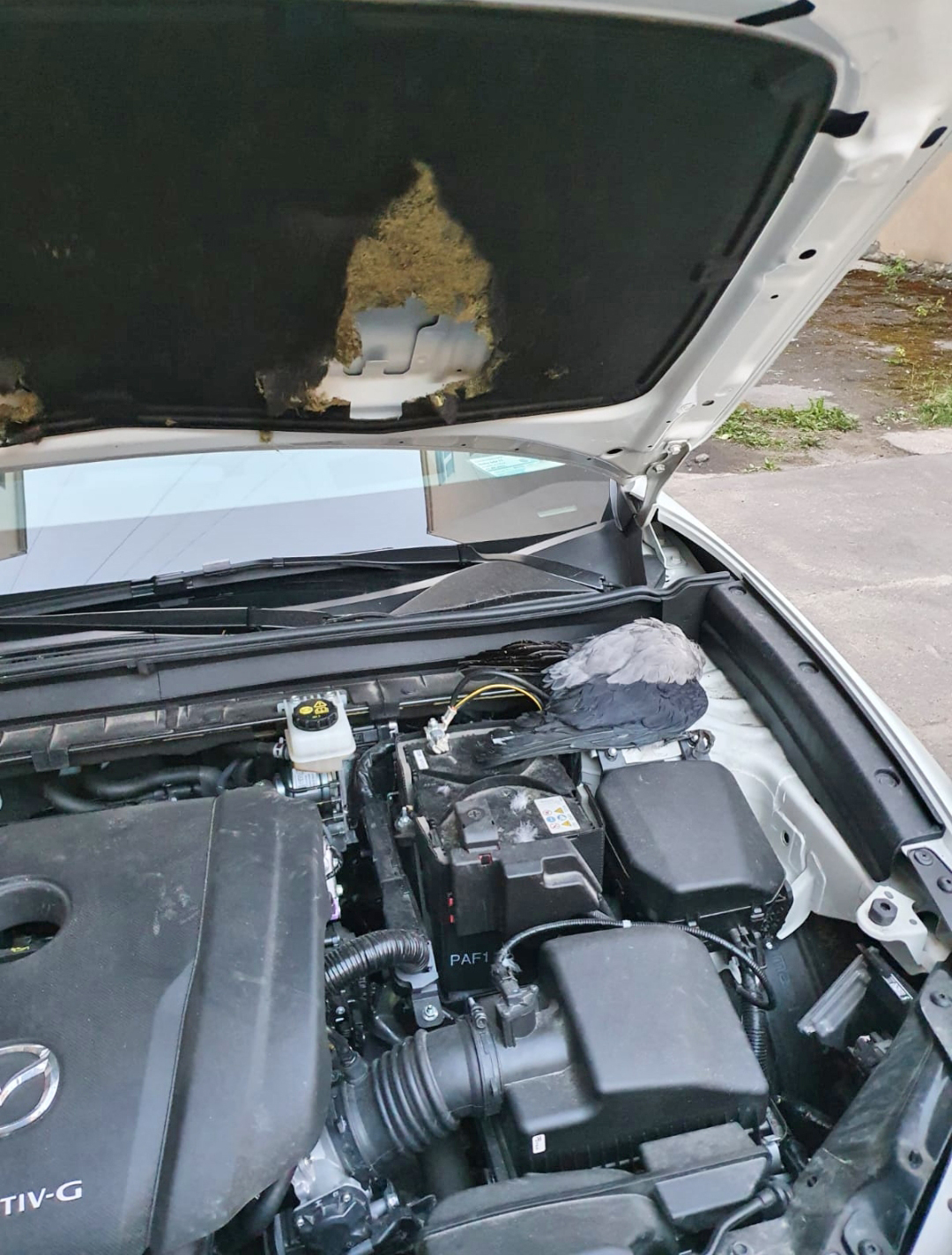 Kovārnis... zem motora pārsega