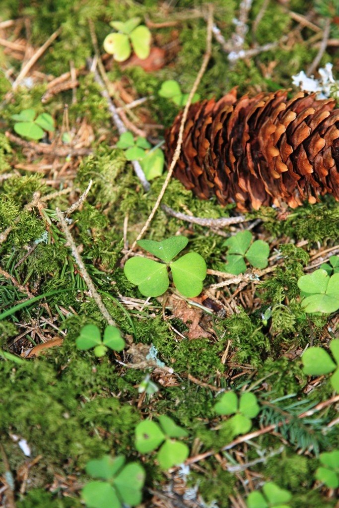 Skābenes – pirmais zaļais gardums pavasarī