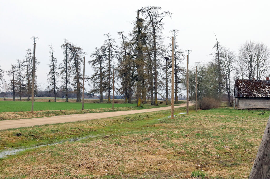 Stārķi par mākslīgām ligzdām “balsot” nesteidzas