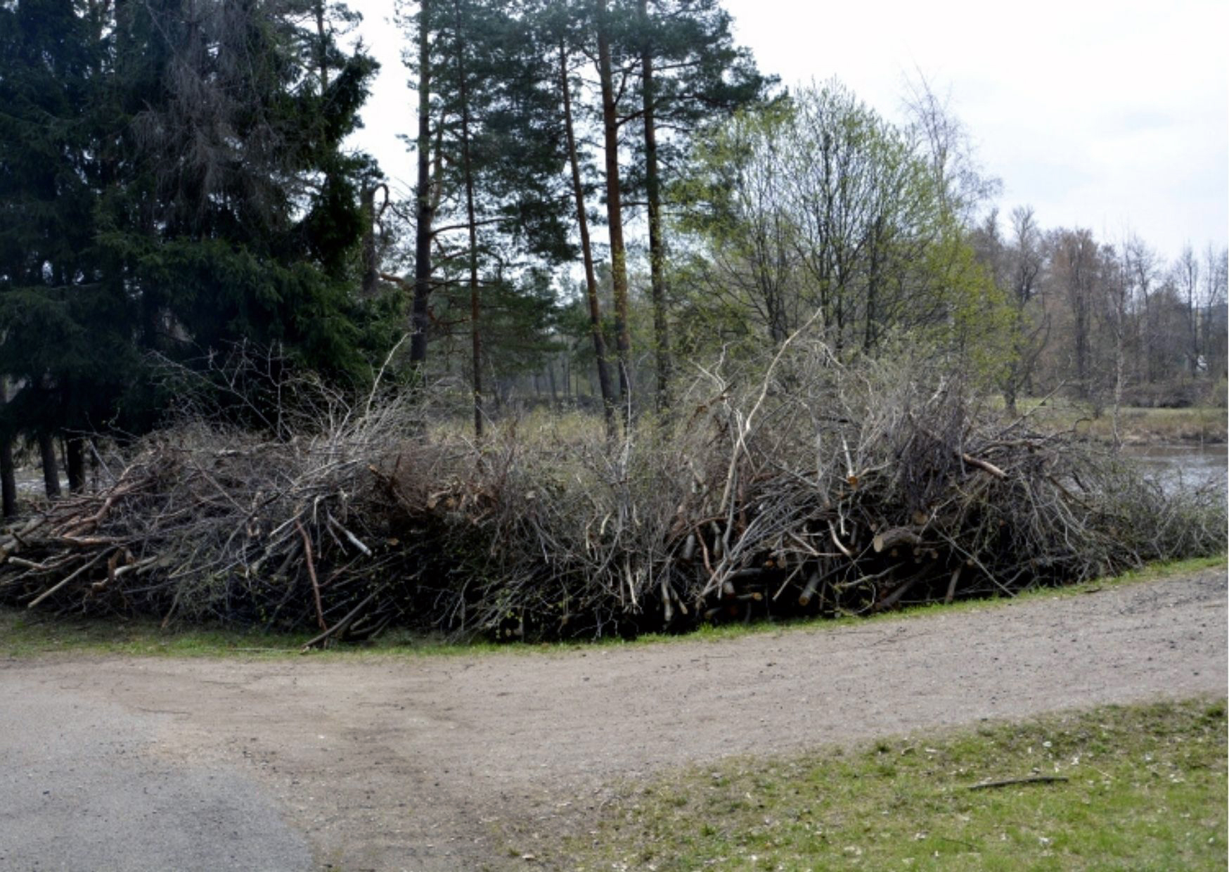 Valmierā un piepilsētā norisinās zaru šķeldošanas akcija